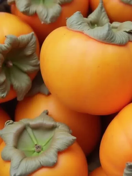 Persimmons fruit